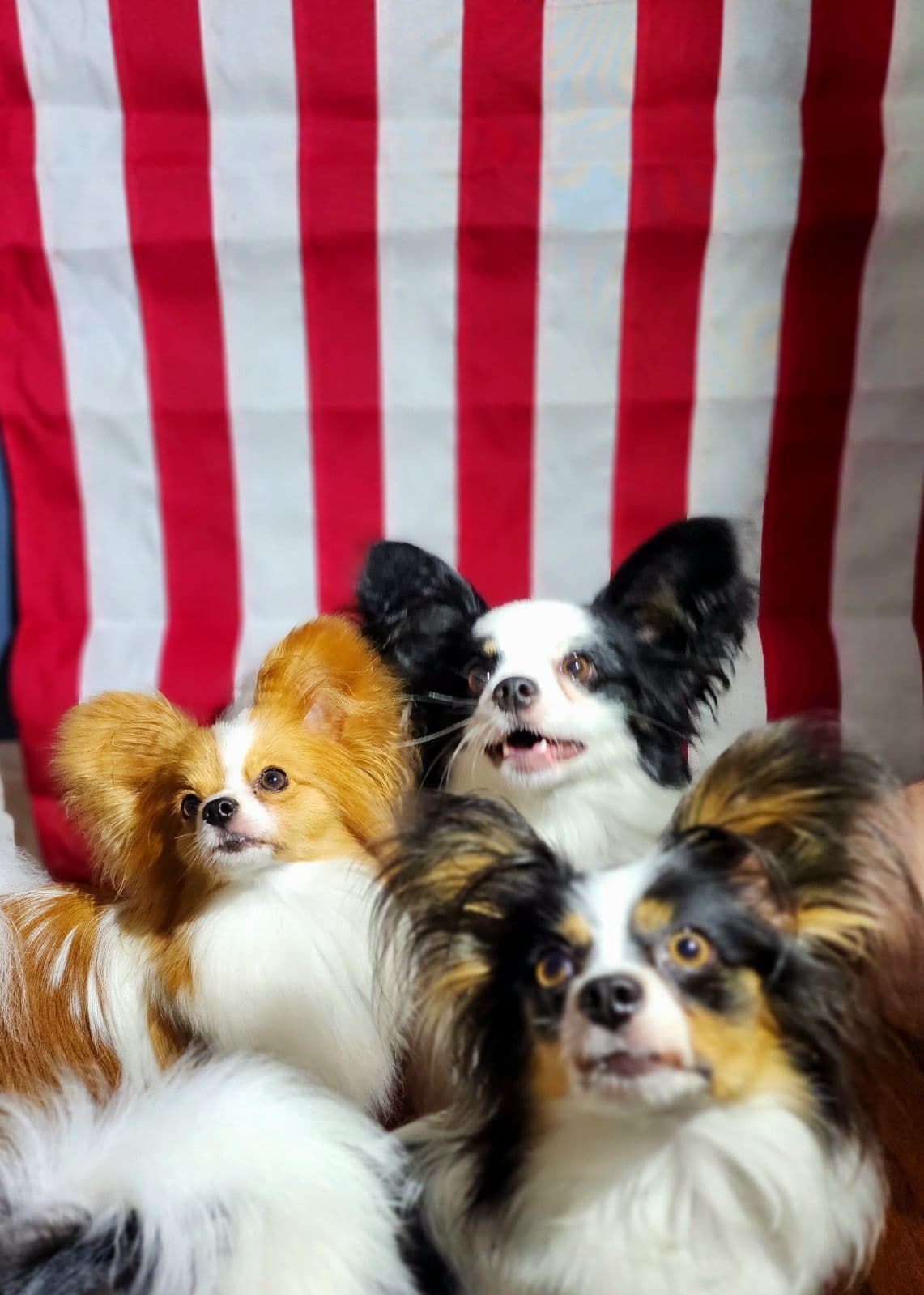 Papillon Puppies breeder image 10