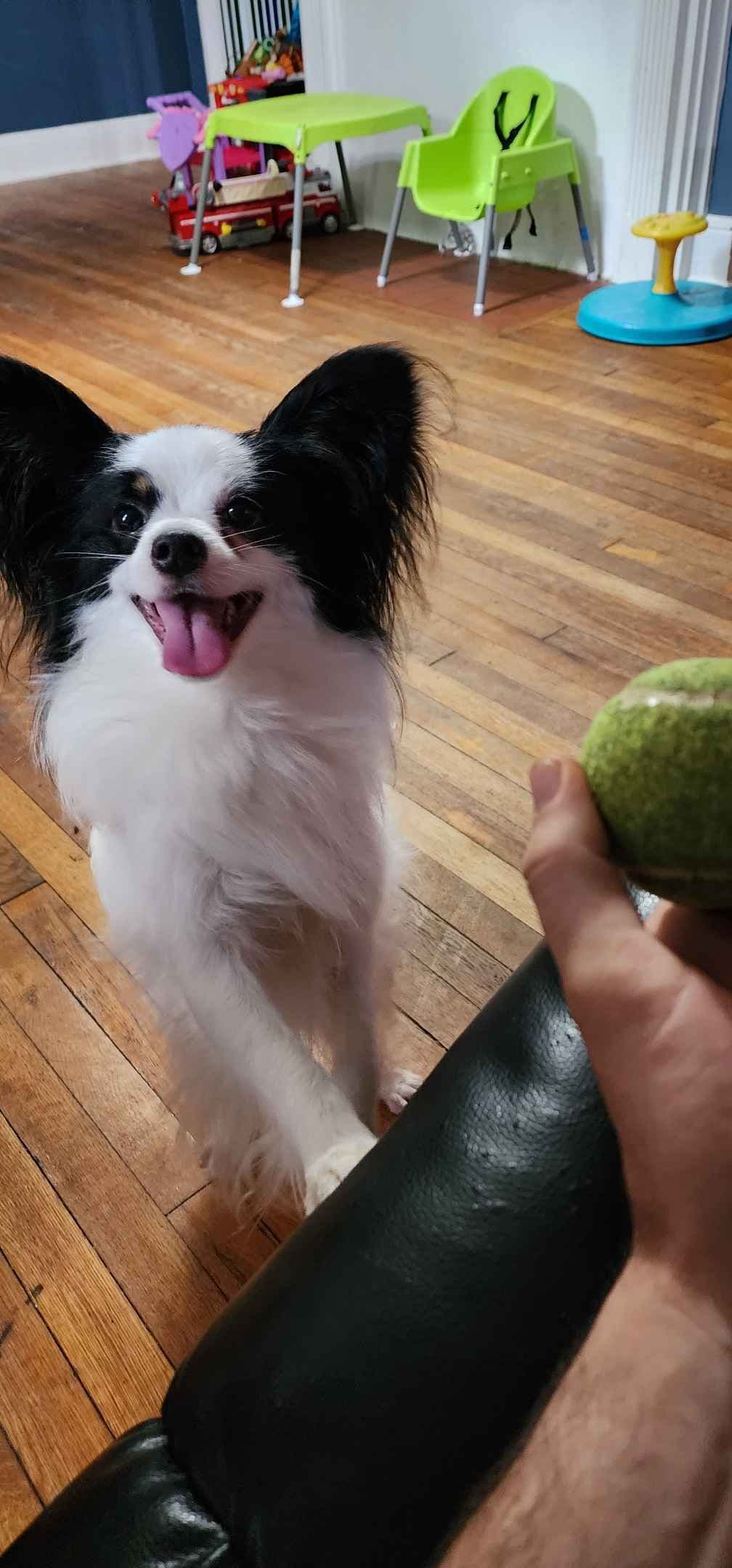 Papillon Puppies breeder image 17