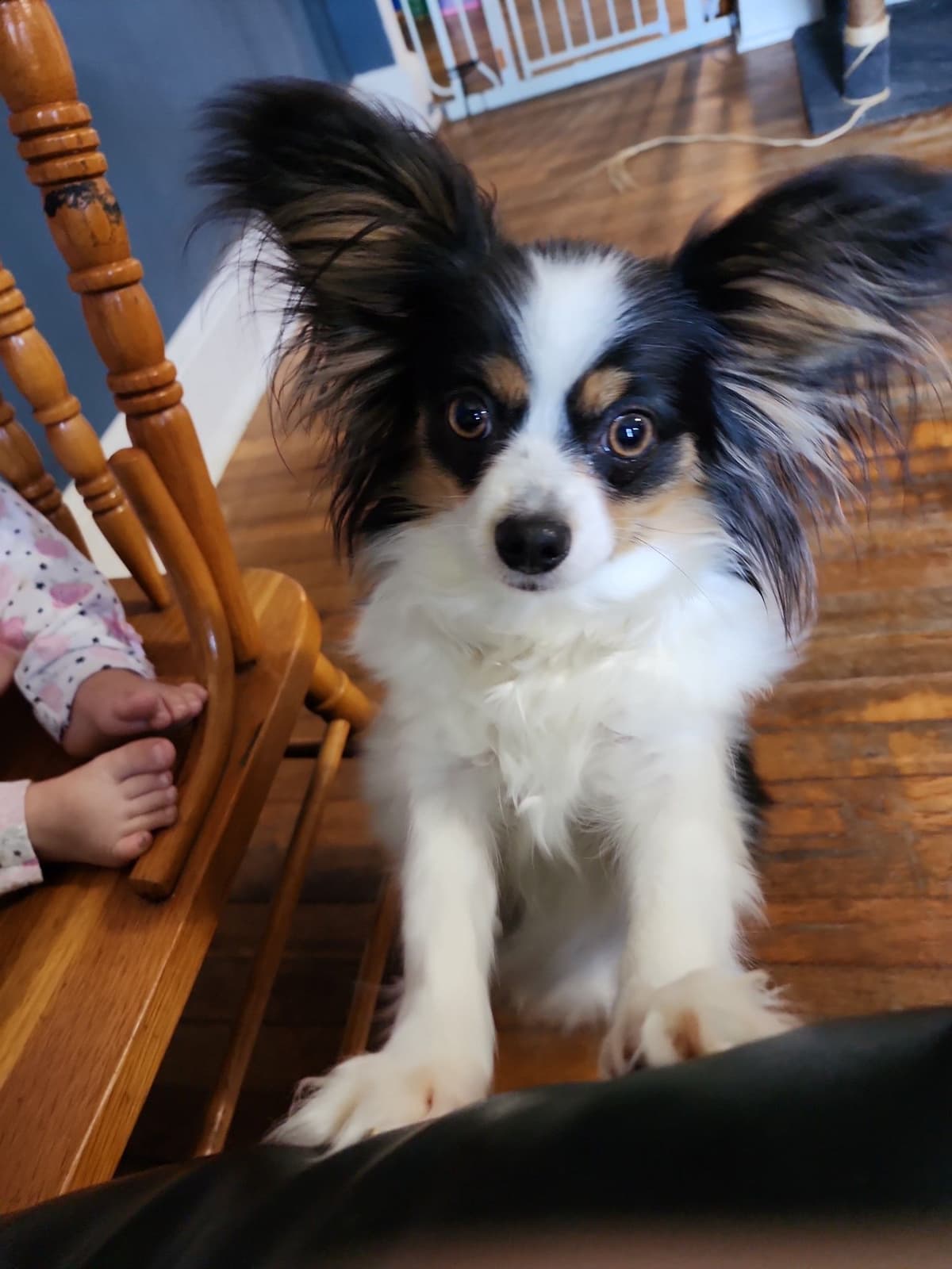 Papillon Puppies breeder image 19