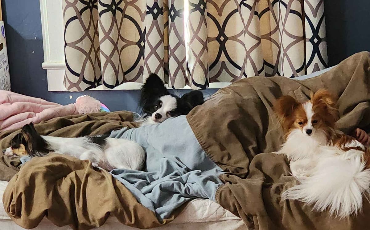 Papillon Puppies breeder image 18