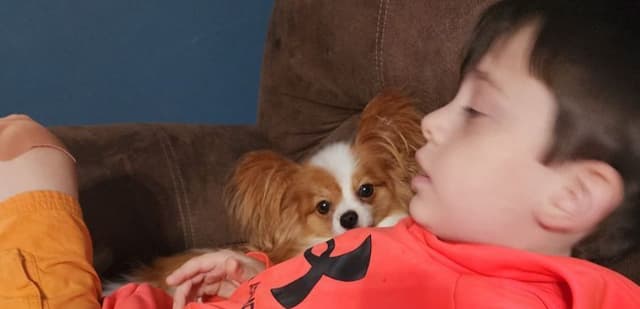 Papillon Puppies media 4
