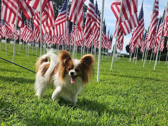 Papillon Puppies media 6