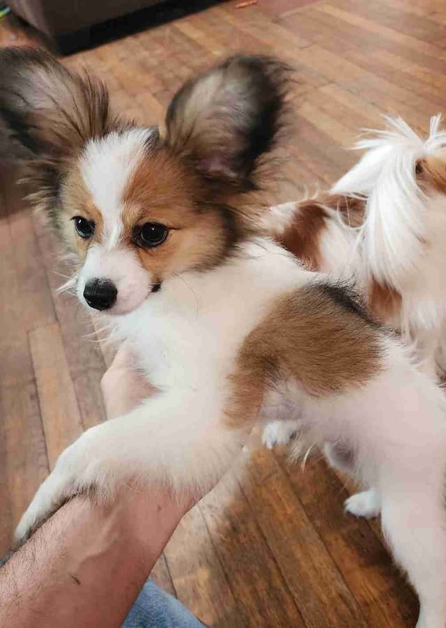 Papillon Puppies media 8