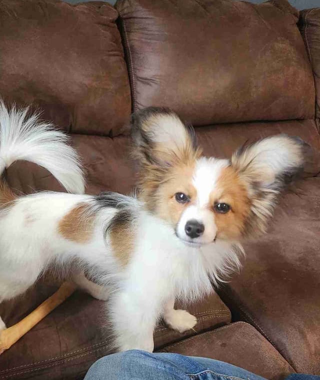Papillon Puppies media 9