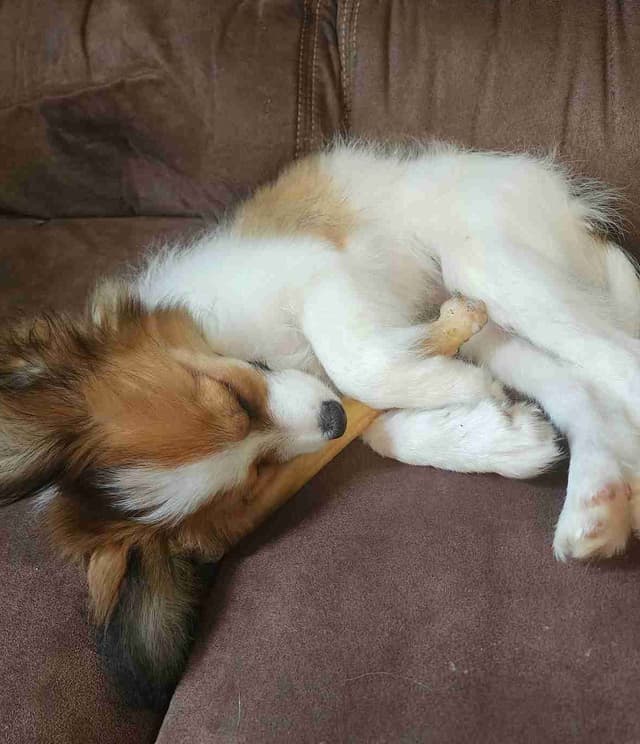 Papillon Puppies media 10