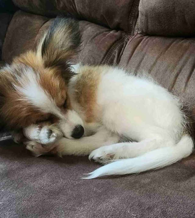 Papillon Puppies media 11