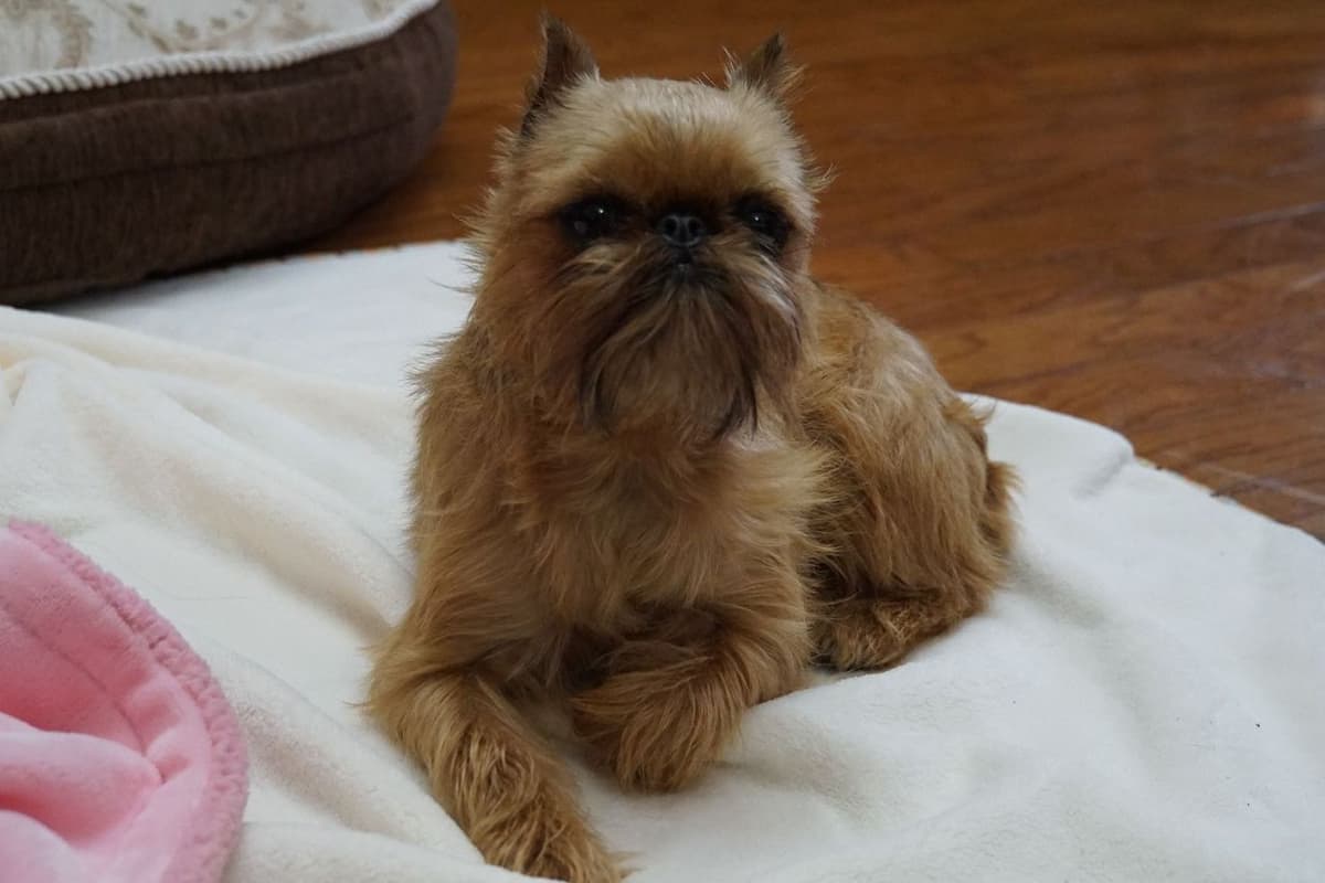Extra extra Tiny Brussels Griffon Puppy Available breeder image 1