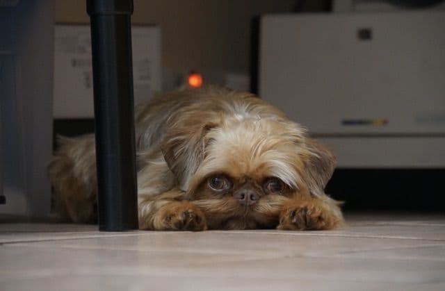 Extra extra Tiny Brussels Griffon Puppy Available breeder image 4