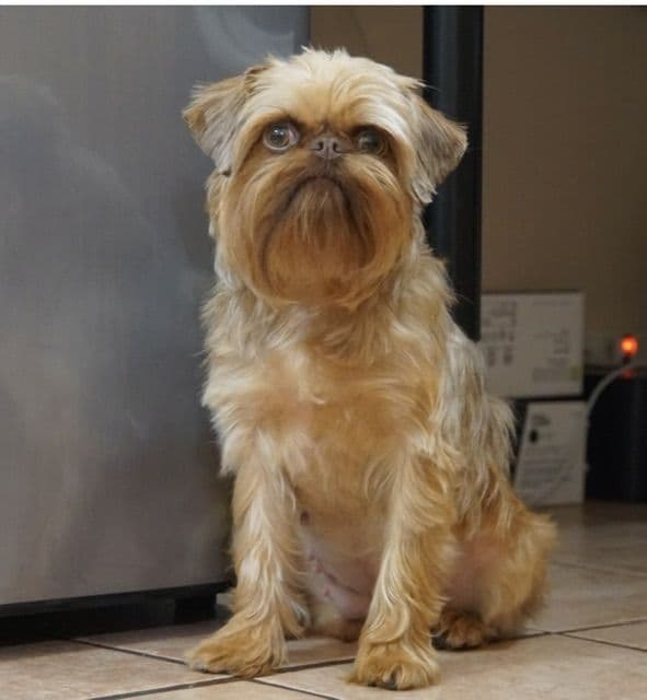 Extra extra Tiny Brussels Griffon Puppy Available breeder image 6
