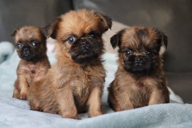 Extra extra Tiny Brussels Griffon Puppy Available breeder image 7