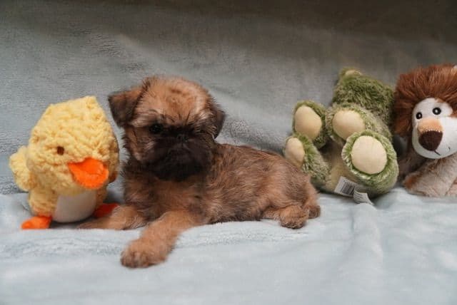 Extra extra Tiny Brussels Griffon Puppy Available breeder image 8