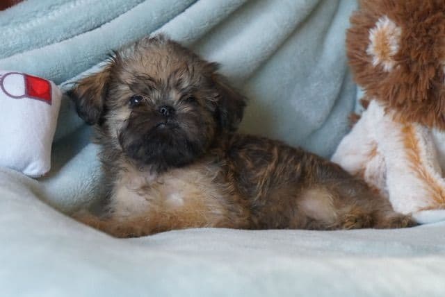 Extra extra Tiny Brussels Griffon Puppy Available breeder image 9
