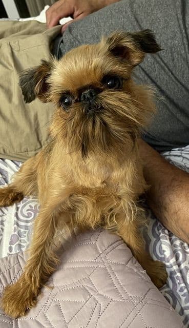 Extra extra Tiny Brussels Griffon Puppy Available breeder image 16