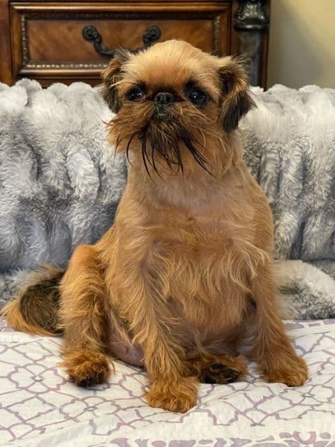 Extra extra Tiny Brussels Griffon Puppy Available breeder image 10