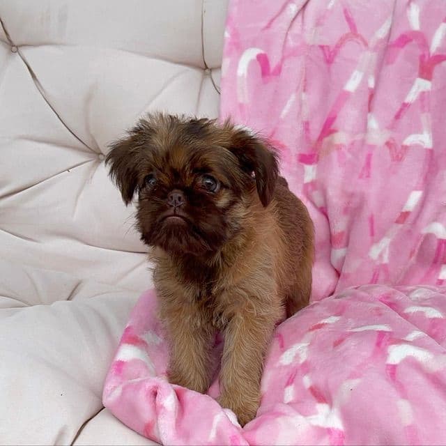 Extra extra Tiny Brussels Griffon Puppy Available breeder image 11