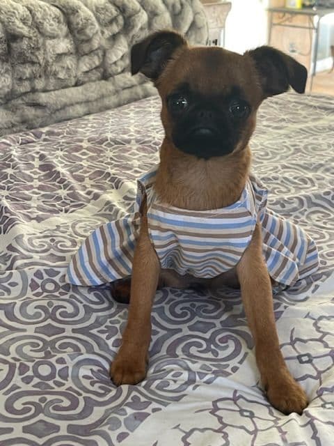 Extra extra Tiny Brussels Griffon Puppy Available breeder image 12