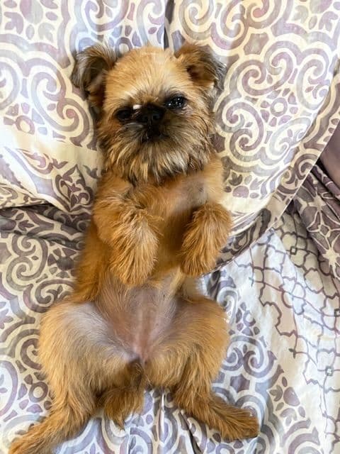 Extra extra Tiny Brussels Griffon Puppy Available breeder image 13