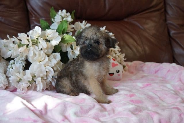 Extra extra Tiny Brussels Griffon Puppy Available breeder image 14