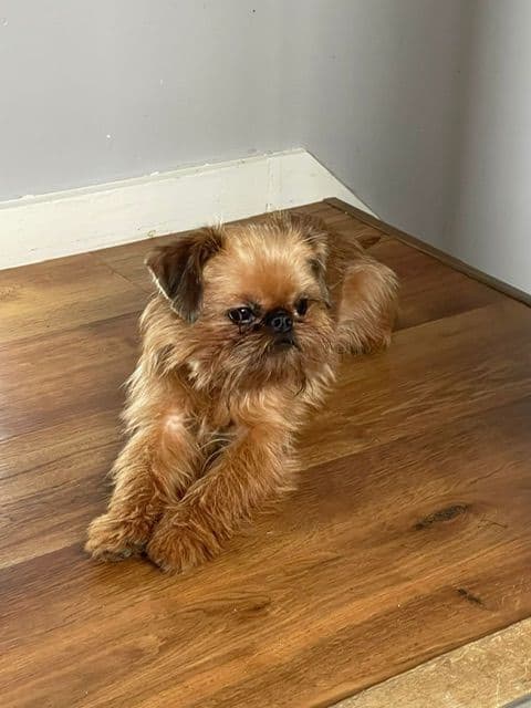 Extra extra Tiny Brussels Griffon Puppy Available breeder image 15