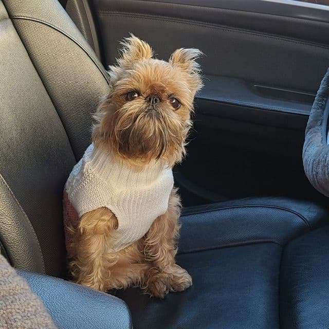 Extra extra Tiny Brussels Griffon Puppy Available breeder image 3