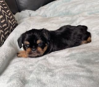 Extra extra Tiny Brussels Griffon Puppy Available breeder image 5