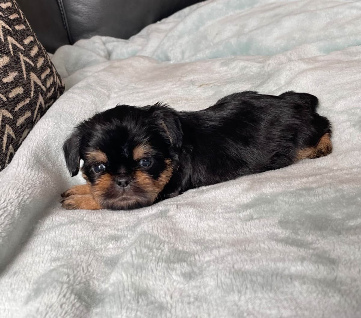 Extra extra Tiny Brussels Griffon Puppy Available breeder image 17