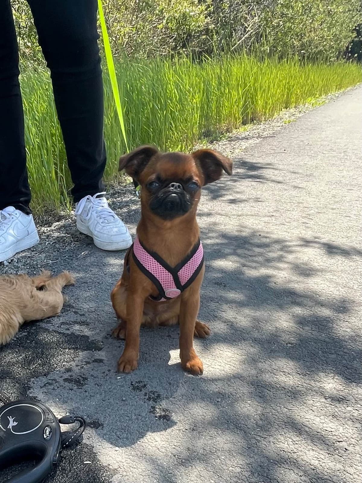 Extra extra Tiny Brussels Griffon Puppy Available breeder image 18