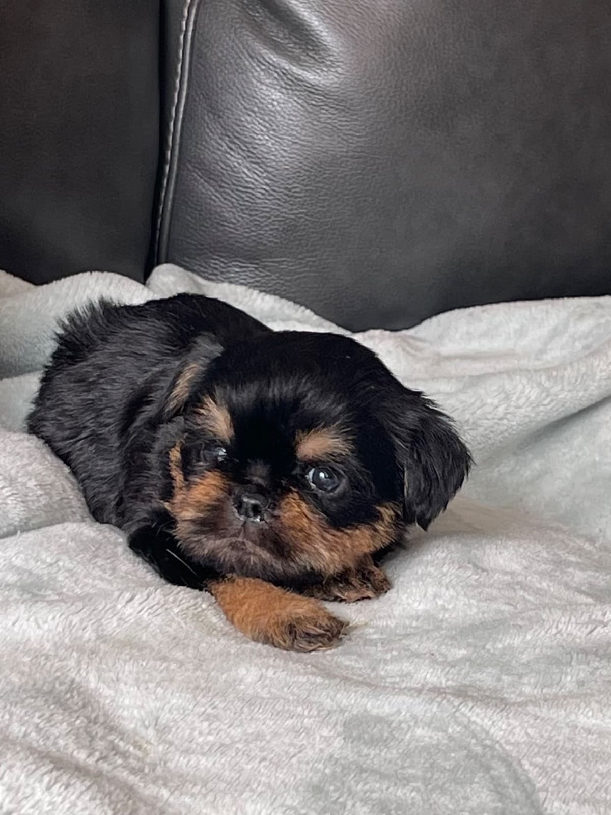 Extra extra Tiny Brussels Griffon Puppy Available breeder image 19