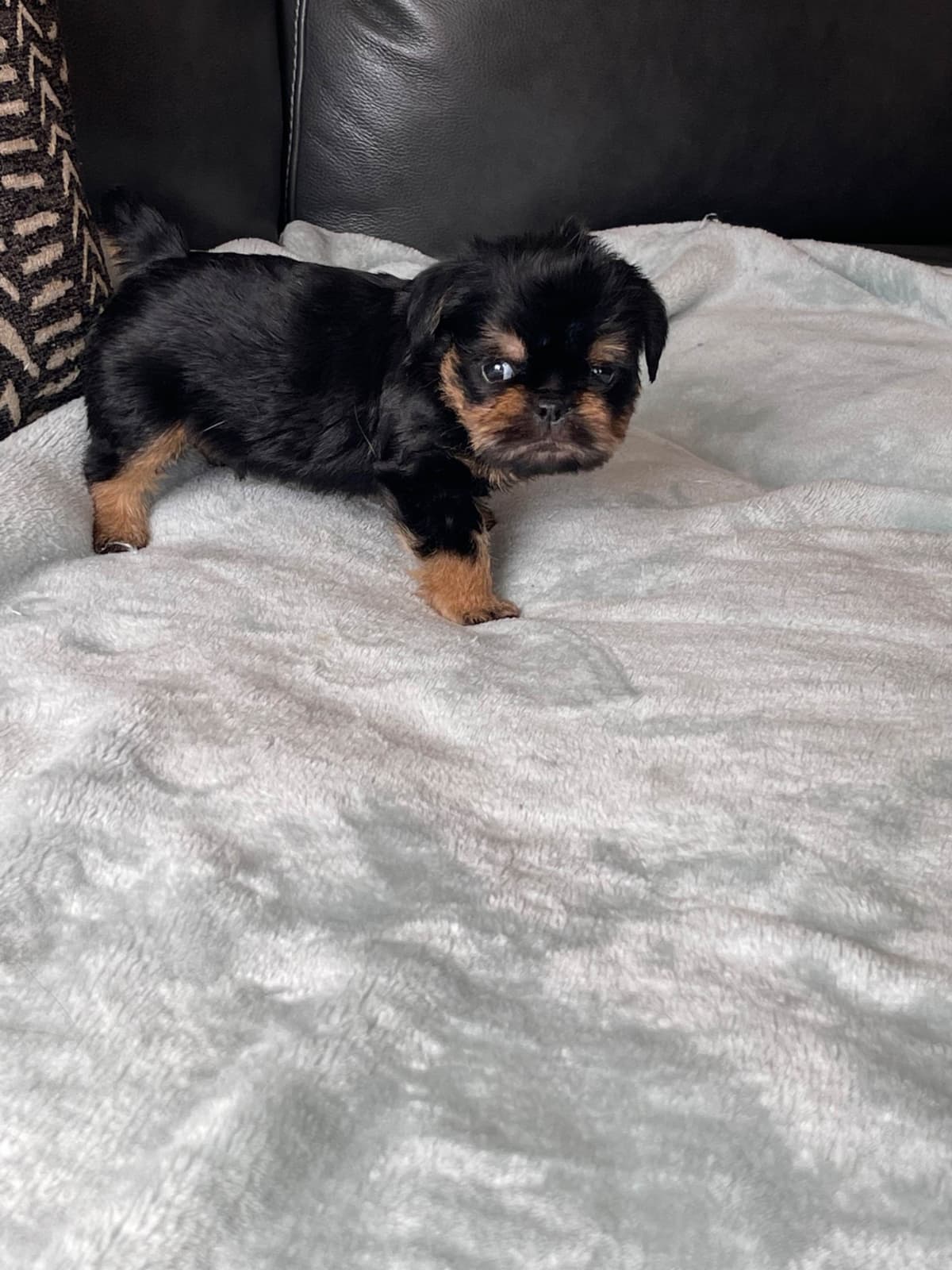 Extra extra Tiny Brussels Griffon Puppy Available breeder image 20