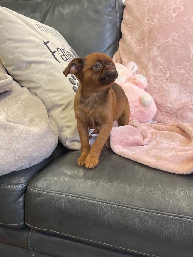 Extra extra Tiny Brussels Griffon Puppy Available media 2