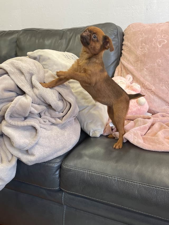 Extra extra Tiny Brussels Griffon Puppy Available media 3