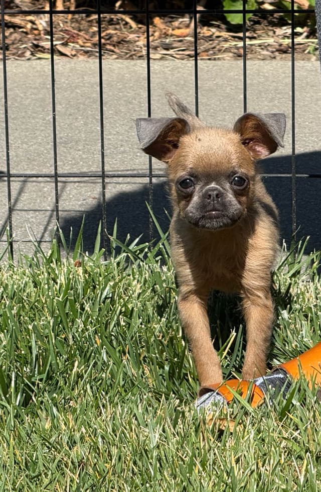 Extra extra Tiny Brussels Griffon Puppy Available media 4