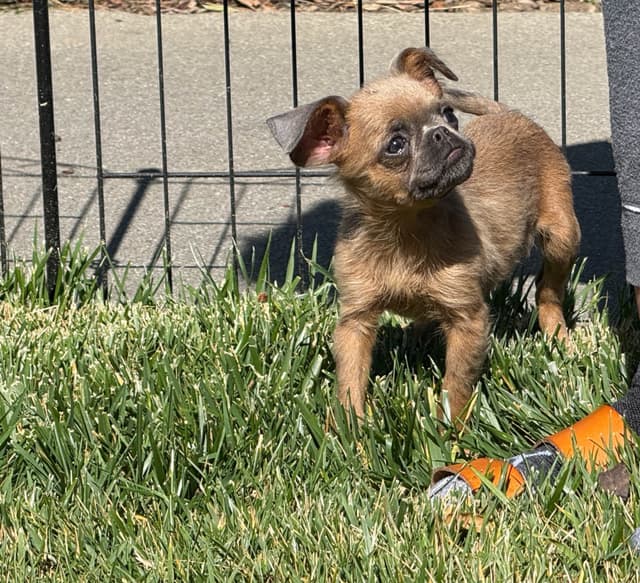 Extra extra Tiny Brussels Griffon Puppy Available media 5