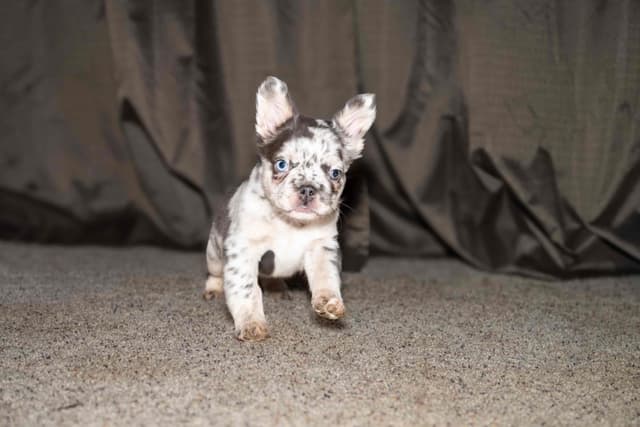French Bulldog Puppies media 2