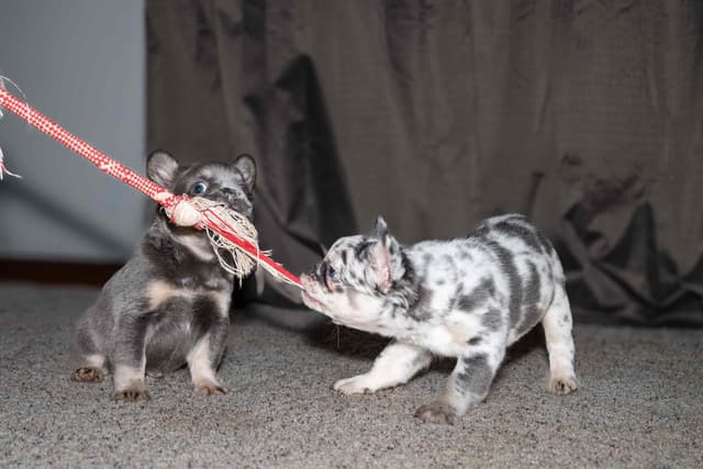 French Bulldog Puppies media 3