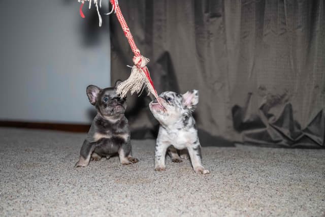 French Bulldog Puppies media 4