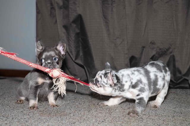 French Bulldog Puppies media 5