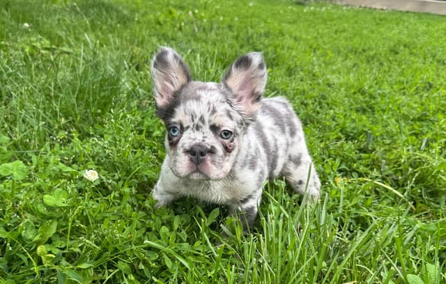 French Bulldog Puppies media 6