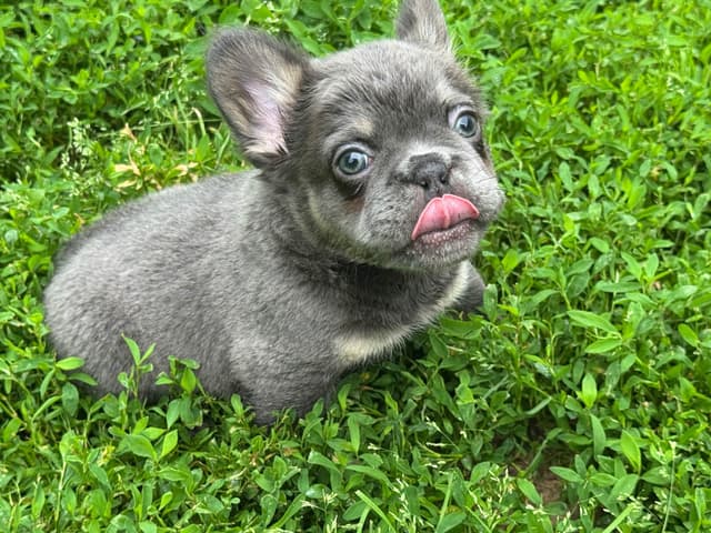 French Bulldog Puppies media 7