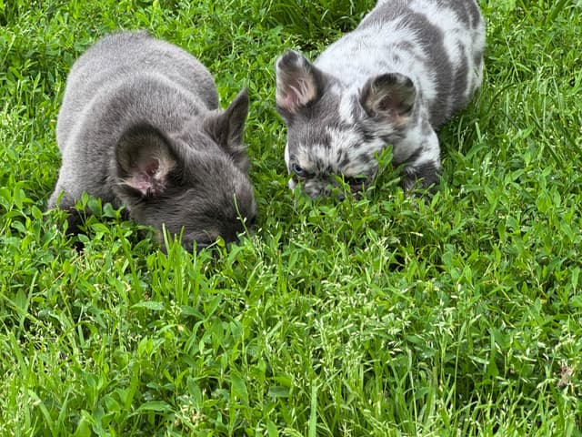 French Bulldog Puppies media 9