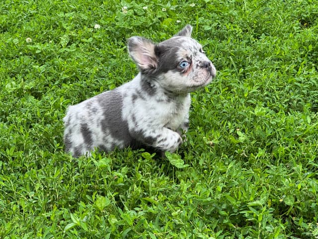 French Bulldog Puppies media 10