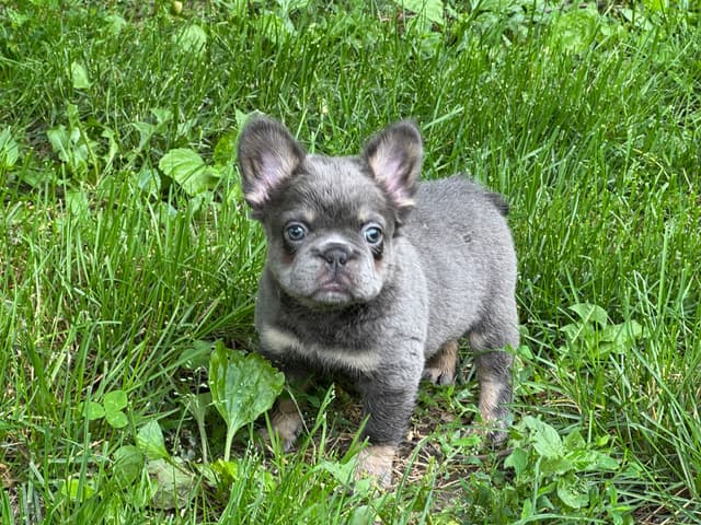 French Bulldog Puppies media 11