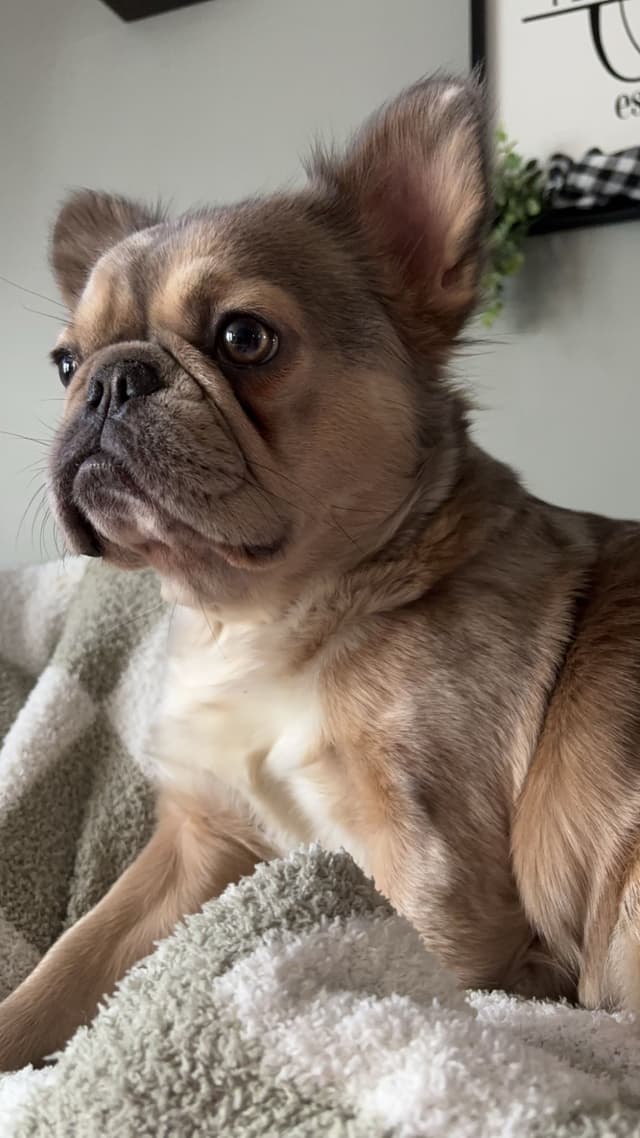 French Bulldog Puppies media 15