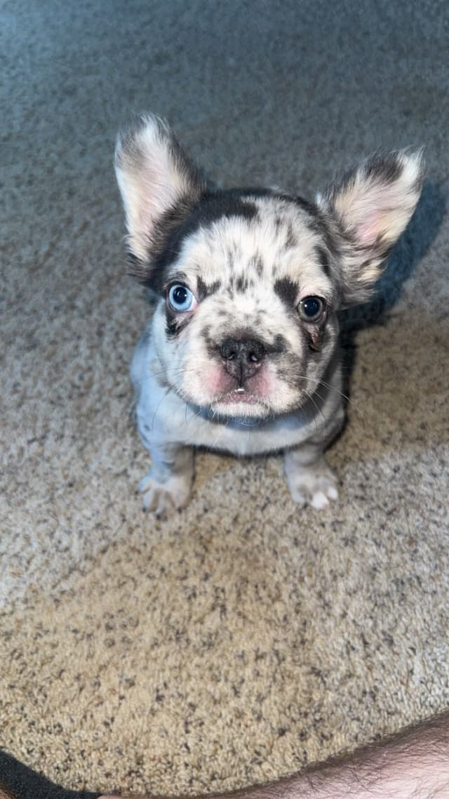 French Bulldog Puppies media 12
