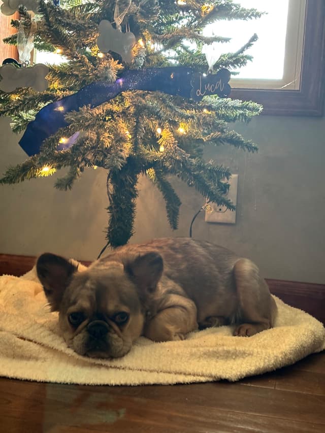 French Bulldog Puppies media 16