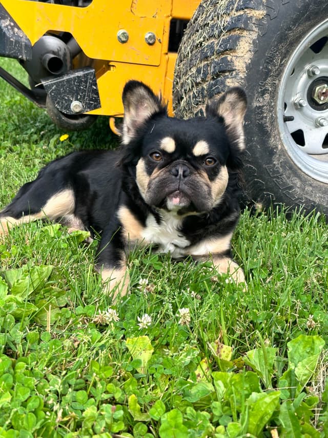 French Bulldog Puppies media 17