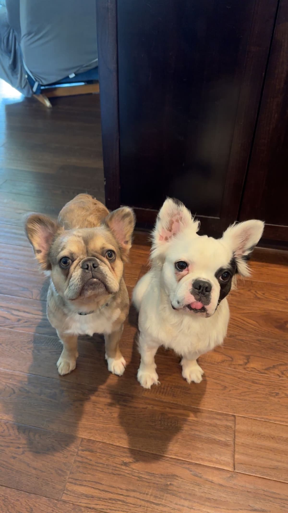 French Bulldog Puppies breeder image 1