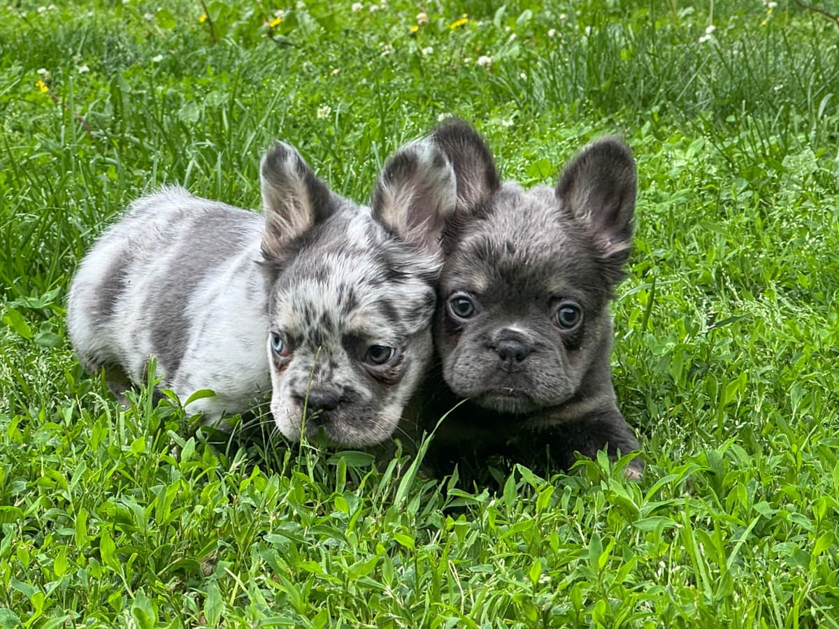 French Bulldog Puppies breeder image 4