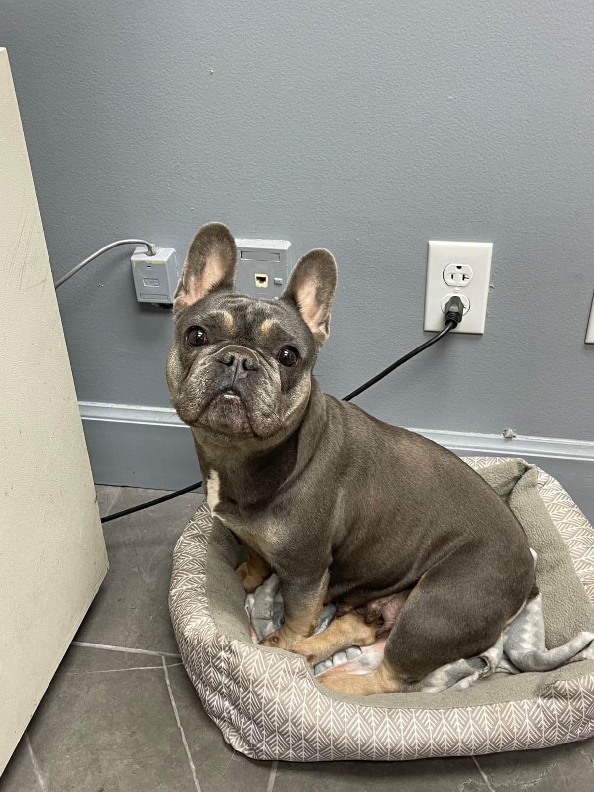 French Bulldog Puppies breeder image 6