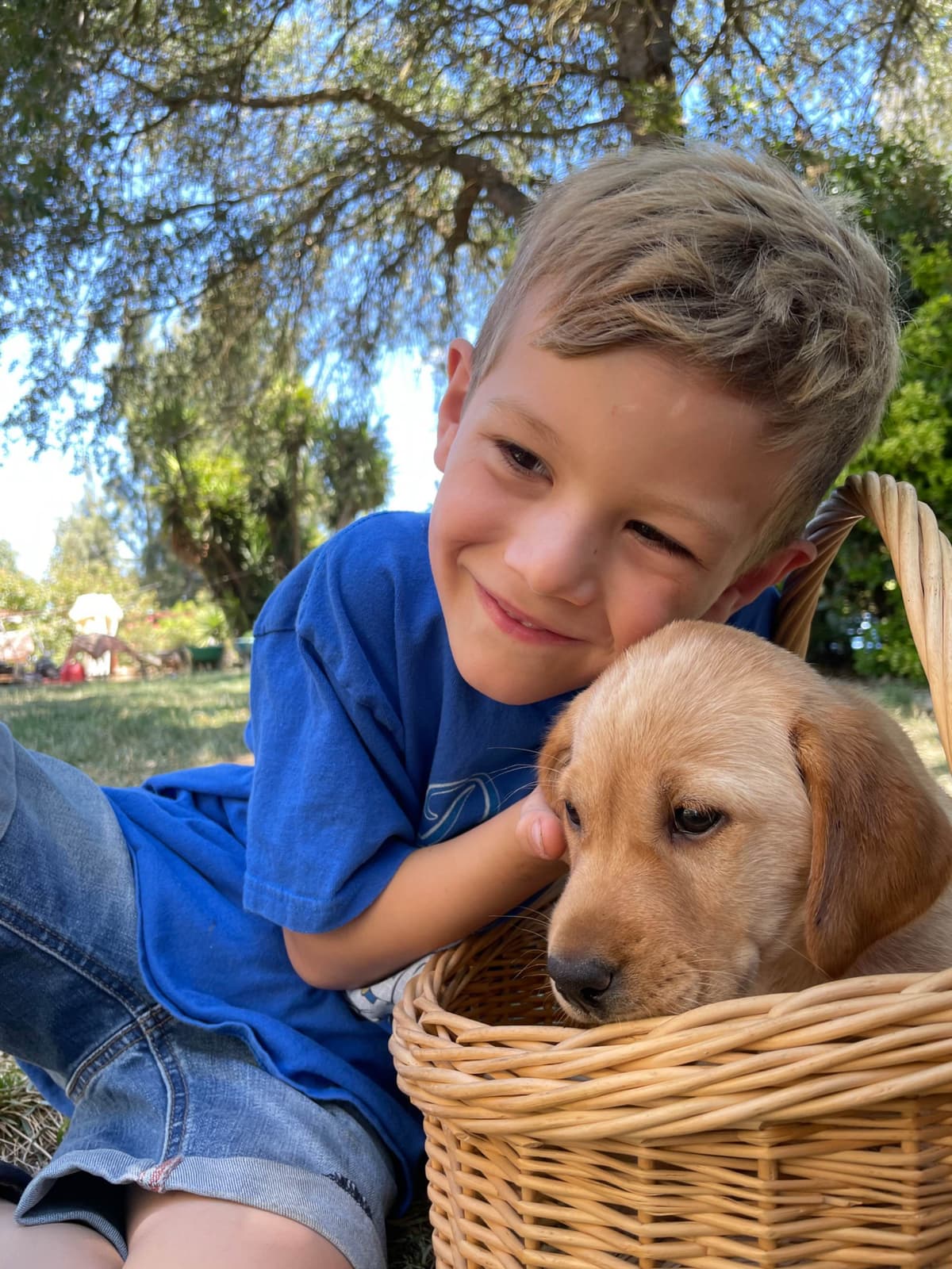 Labrador Retriever Puppies breeder image 17